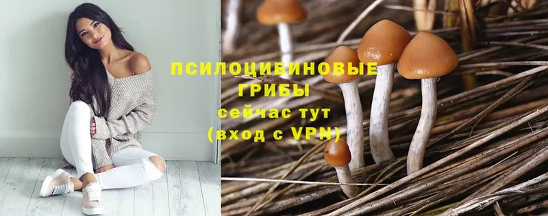 Галлюциногенные грибы Cubensis  Кочубеевское 